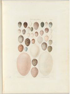 Jaja ptasie Wiktorii.niepublikowane folio Australia Terra Cognita autorstwa Williama Blandowskiego. 1855-56 autorstwa William Blandowski
