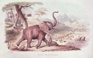 Polowanie na dzikiego słonia, ilustracja z "Wild Sports of South Africa" W.C. Harris, 1841 r.