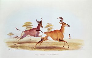 Sassaybe i Hartebeest, ilustracja z "Wild Sports of South Africa", W.C. Harris, 1841 r.