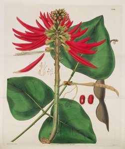 Magazyn Botaniczny, 1787-1833.