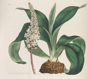 Magazyn botaniczny, 1787-1833.