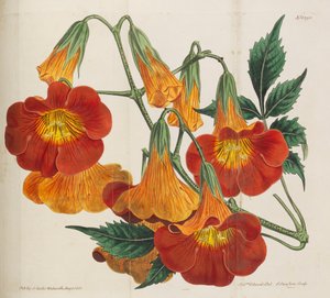 Magazyn Botaniczny, 1787-1833.
