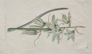 Wystawiony magazyn botaniczny lub ogród kwiatowy: Gwiazda Betlejemska, 1794.