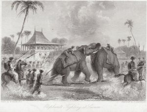 Słonie walczące w Lucknow autorstwa William Daniell