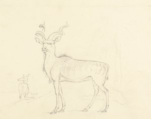 Koodoo autorstwa William Daniell