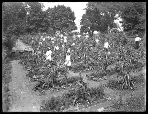 Dzieci pracujące w ogrodzie szkolnym w Isham Park, Nowy Jork, 16 sierpnia 1915 r. autorstwa William Davis Hassler