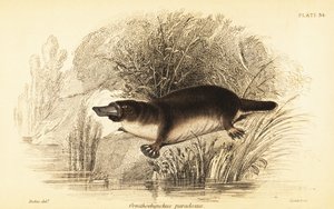Dziobak, Ornithorhynchus anatinus.,1841 (rycina)