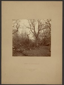 Las Fontainebleau autorstwa William Drooke Harrison