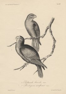 1. Psittacula lineola i 2. Brotogeris aurifrons, litho J.T. Bowena, 1850 autorstwa William E. Hitchcock