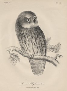 Syrnium Albogularis, lito J.T. Bowena, 1850 r autorstwa William E. Hitchcock