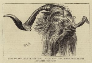 Głowa Kozła Królewskich Fizylierów Walijskich, który zginął w Kampanii Ashantee autorstwa William Edward Atkins