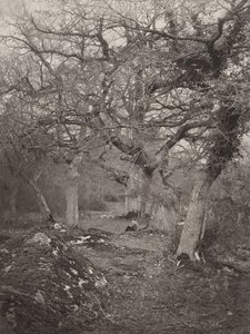 Las Fontainebleau, lata 70. XIX wieku. autorstwa William Harrison