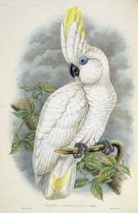 Niebieskooka Kakadu