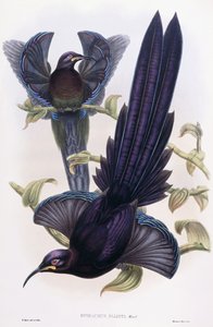 Epimachus Ellioti, oddział, ok. 1891-1898 autorstwa William Hart