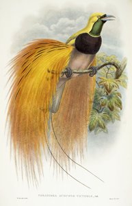 Raj Augusty Wiktorii, 1891-1898