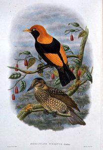 Sericulus Melinus (litografia kolorowa)