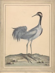 Dźwig autorstwa William Hayes