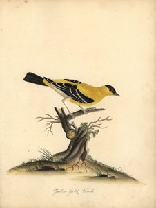 Szczygieł amerykański, Carduelis tristis. (Żółty szczygieł, Fringilla tristis) Ręcznie barwiony miedzioryt przedstawiający ilustrację autorstwa Williama Hayesa z Portretów rzadkich i ciekawych ptaków z Menażerii w Osterly Park.