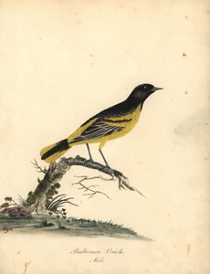 Wilga Baltimore, Icterus galbula. (Baltimore oriole, Oriolus baltimore) Ręcznie barwiony miedzioryt ilustracji autorstwa Matyldy Hayes z Portretów rzadkich i ciekawych ptaków Williama Hayesa z Menażerii Osterly Park, Londyn: Bulmer