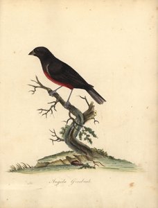 Dziwonia kasztanowata, Oryzoborus angolensis. (Angola grubodziób, Loxia angolensis) Ręcznie barwiony miedzioryt ilustracji autorstwa Williama Hayesa z Portretów rzadkich i ciekawych ptaków z Menażerii Osterly Park, Londyn: Bulmer autorstwa William Hayes