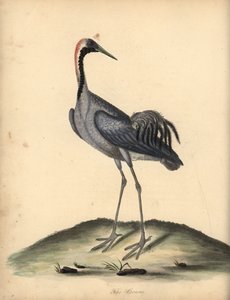 Żuraw grus grus. (Ardea grus) Ręcznie barwiony miedzioryt przedstawiający ilustrację autorstwa Williama Hayesa z Portretów rzadkich i ciekawych ptaków z Menażerii w Osterly Park. autorstwa William Hayes
