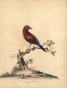 Grenadier zwyczajny, Uraeginthus granatinus, pochodzący z Afryki. (Dziwo brazylijska, Fringilla granatina) Ręcznie barwiony miedzioryt przedstawiający ilustrację autorstwa Williama Hayesa z Portretów rzadkich i ciekawych ptaków z Menażerii w Osterly Park,  autorstwa William Hayes