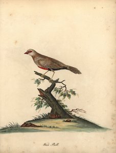 Woskowata pospolita, Estrilda astrild. (Loxia astrold) Ręcznie barwiony miedzioryt przedstawiający ilustrację autorstwa Williama Hayesa z Portretów rzadkich i ciekawych ptaków z Menażerii w Osterly Park. autorstwa William Hayes