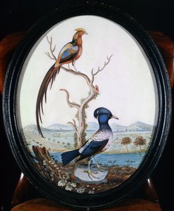 Złoty Bażant i Jay autorstwa William Hayes