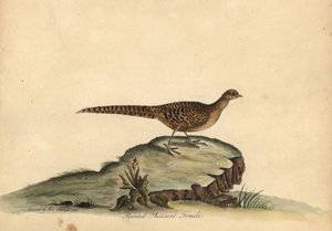 Bażant złocisty lub chiński, Chrysolophus pictus, samica. (Malowany bażant, Phasianus pictus) Ręcznie barwiony miedzioryt przedstawiający ilustrację autorstwa Ann i Emily Hayes z Portretów rzadkich i ciekawych ptaków Williama Hayesa z Menażerii w Osterly