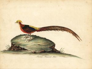 Bażant złocisty lub chiński, Chrysolophus pictus, samiec. (Malowany bażant, Phasianus pictus) Ręcznie barwiony miedzioryt przedstawiający ilustrację Williama Hayesa z Portretów rzadkich i ciekawych ptaków z Menażerii Osterly Park, Londyn: Bulmer autorstwa William Hayes