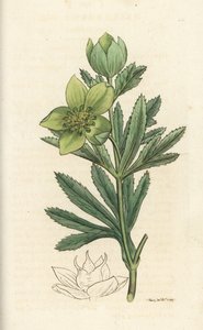 Ciemiernik zielony, Helleborus viridis. Ręcznie kolorowany miedzioryt wykonany przez Jamesa Sowerby