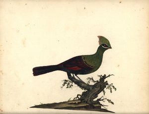Gwinea lub zielony turako, Tauraco persa. (Touraco, Cuculus persa) Ręcznie barwiony miedzioryt ilustracji Williama Hayesa z Portretów rzadkich i ciekawych ptaków z Menażerii Osterly Park, Londyn: Bulmer autorstwa William Hayes