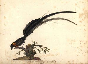 Długoogoniasty raj dlaczego, Vidua paradisaea, samiec. (Dzwoń żółtodzioba, Emberiza paradisaea) Ręcznie barwiony miedzioryt przedstawiający ilustrację autorstwa Williama Hayesa z Portretów rzadkich i ciekawych ptaków z Menażerii w Osterly Park, Lo autorstwa William Hayes