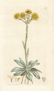 Pechowiec górski, Tephroseris integrifolia (Cineraria integrifolia). Ręcznie kolorowany miedzioryt wykonany przez Jamesa Sowerby