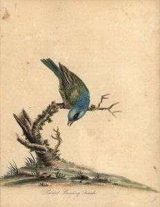 Trznadel malowany, Passerina ciris, samica. Prawie zagrożony. Ręcznie barwiony miedzioryt przedstawiający ilustrację autorstwa Williama Hayesa z Portretów rzadkich i ciekawych ptaków z Menażerii Osterly Park (Londyn: Bulmer autorstwa William Hayes