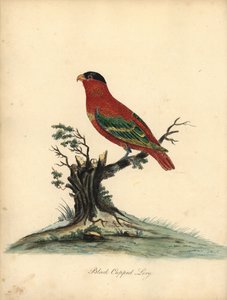 Lorius domicella. Zagrożony. Czarnogłowa lory, Psittacus domicilla. Ręcznie barwiony miedzioryt przedstawiający ilustrację autorstwa Williama Hayesa z Portretów rzadkich i ciekawych ptaków z Menażerii Osterly Park (Londyn: Bulmer autorstwa William Hayes