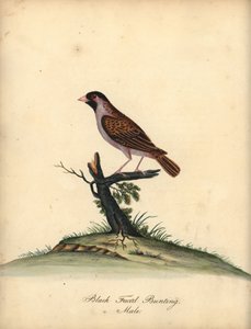 Quelea czerwonodzioby, Quelea quelea, samiec. (Trzepotanie z czarną twarzą, Embereza quelea) Ręcznie barwiony miedzioryt ilustracji autorstwa Williama Hayesa z Portretów rzadkich i ciekawych ptaków z Menażerii Osterly Park (Londyn: Bulmer autorstwa William Hayes