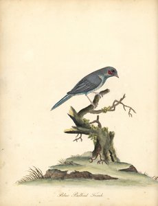 Cordonbleu o czerwonych policzkach, Uraeginthus bengalus. (Dziwonia niebieskobrzucha, Fringilla benghalus.) Ręcznie barwiony miedzioryt ilustracji autorstwa Williama Hayesa z Portretów rzadkich i ciekawych ptaków z Menażerii Osterly Park (Londyn: Bulmer autorstwa William Hayes
