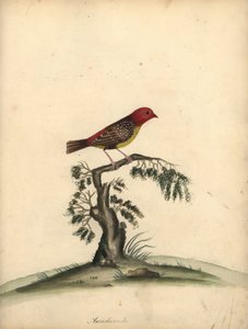 Czerwony avadavat, Amandava amandava. (Amaduvade, Fringilla amandava) Ręcznie barwiony miedzioryt przedstawiający ilustrację autorstwa Williama Hayesa z Portretów rzadkich i ciekawych ptaków z Menażerii w Osterly Park. autorstwa William Hayes