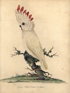 Kakadu łososiowate lub kakadu moluckiego, Cacatua moluccensis. (Wielka kakadu czerwonoczuba) Narażona. Ręcznie barwiony miedzioryt przedstawiający ilustrację autorstwa Williama Hayesa z Portretów rzadkich i ciekawych ptaków z Menażerii Osterly Park (Londyn