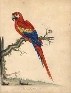 Ara szkarłatna, Ara macao. (Czerwono-niebieska ara, Psittacus macao) Ręcznie barwiony miedzioryt ilustracji autorstwa Williama Hayesa i jego córki Matyldy z Portretów rzadkich i ciekawych ptaków Williama Hayesa z Menażerii w Osterly Park (Londyn)
