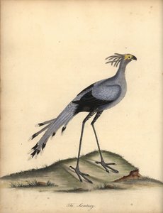Sekretarz ptak, Strzelec serpentarius. Wrażliwy. (Falco serpentarius) Ręcznie barwiony miedzioryt przedstawiający ilustrację autorstwa Williama Hayesa z Portretów rzadkich i ciekawych ptaków z Menażerii w Osterly Park.
