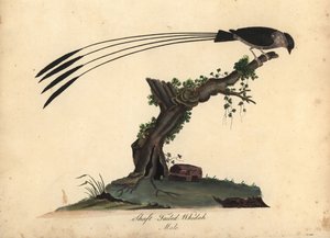 Wago-ogoniasty dlaczego, Vidua regia. (Whidah ogoniasta, Emberiza regia) Ręcznie barwiony miedzioryt ilustracji autorstwa Williama Hayesa i jego córki M (Matyldy) z Portretów rzadkich i ciekawych ptaków z Menażerii w Osterly Park, Londyn: autorstwa William Hayes