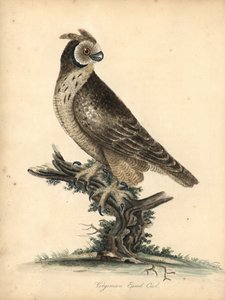Sowa uszata, Asio flammeus. (Wirgińska uszatka) Ręcznie kolorowany miedzioryt ilustracji autorstwa Williama Hayesa i jego córki M (Matyldy) z Portretów rzadkich i ciekawych ptaków z Menażerii w Osterly Park, Londyn: Bulmer autorstwa William Hayes