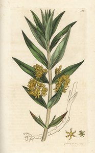 Czernica pospolita, Lysimachia thyrsiflora. Ręcznie barwiony miedzioryt wykonany przez Jamesa Sowerby