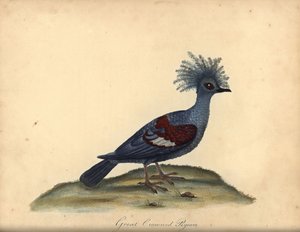 Zachodni gołąb koronowany, Goura cristata. (Wielki koronowany gołąb indyjski, Columba coronata). Wrażliwy. Ręcznie barwiony miedzioryt przedstawiający ilustrację autorstwa Williama Hayesa z Portretów rzadkich i ciekawych ptaków z Menażerii Osterly Park (Lo