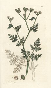 Biały koronkowy kwiat, Orlaya grandiflora (Mała pietruszka caucalis lub basard, Caucalis daucoides). Ręcznie barwiony miedzioryt wykonany przez Jamesa Sowerby