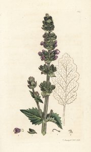 Dzika angielska klarys, Salvia verbenaca. Ręcznie barwiony miedzioryt wykonany przez Jamesa Sowerby