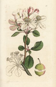 Dzikie jabłko lub crabtree, Malus domestica (Pyrus malus). Ręcznie kolorowany miedzioryt wykonany przez Jamesa Sowerby