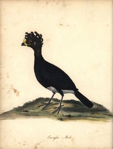 Czubatka z żółtą gałką, Crax daubentoni, samiec. (Curasso, Crax globicera) Prawie zagrożony. Ręcznie barwiony miedzioryt przedstawiający ilustrację autorstwa C. Hayesa z Portretów rzadkich i ciekawych ptaków Williama Hayesa z Menażerii Osterly Park (Londyn